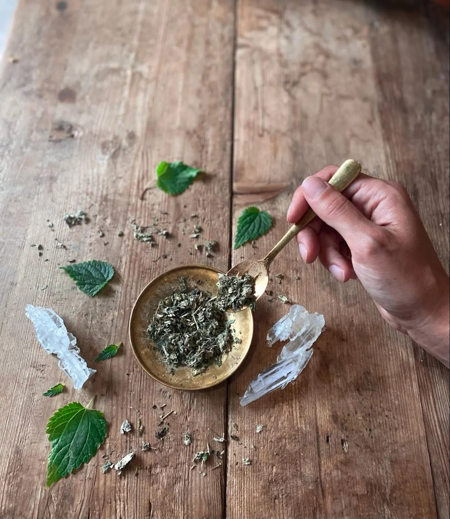 Womb Tea | Nourish + Empower | Anima Mundi