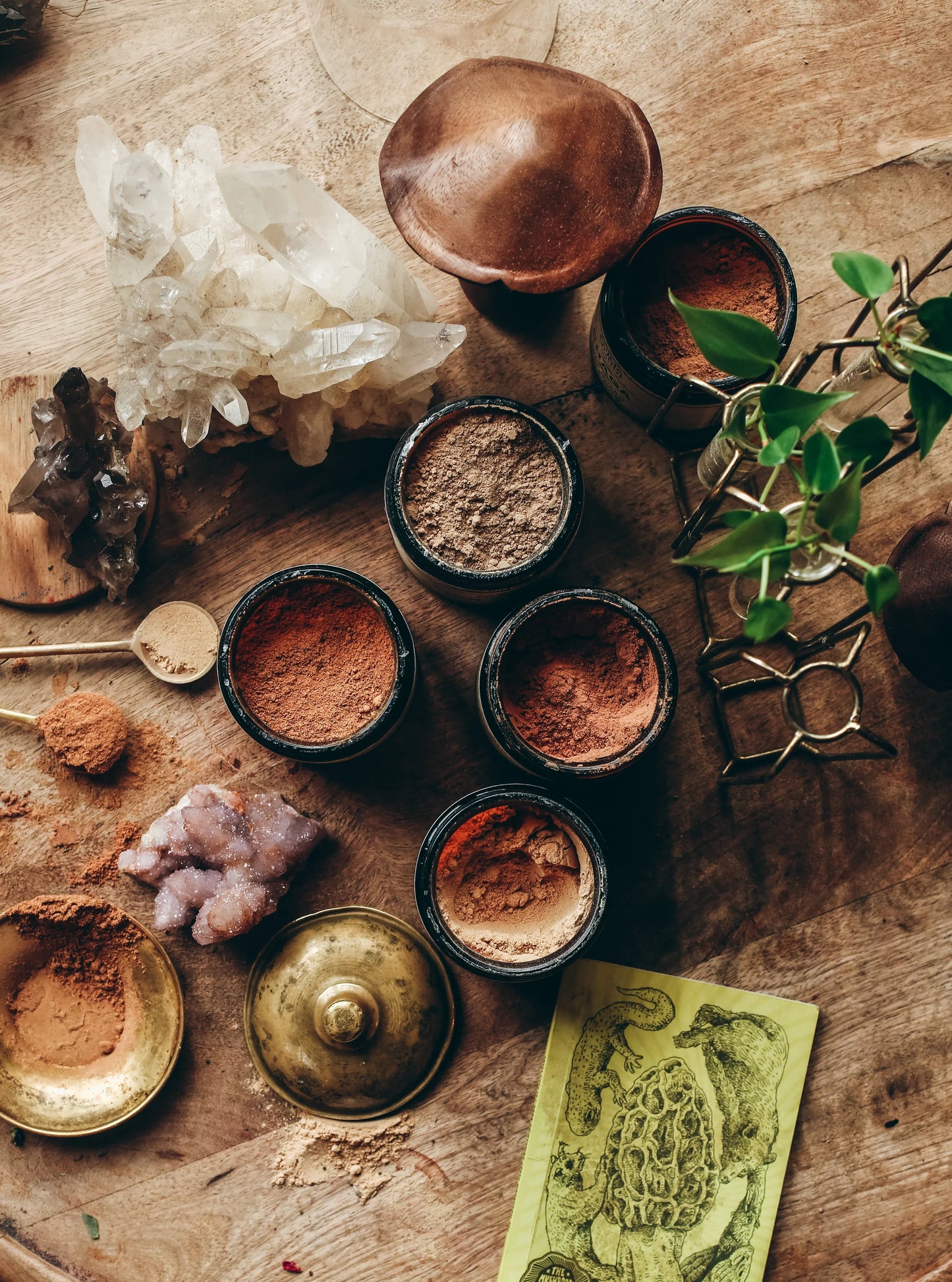 Reishi | Spirit Super-Tonic*